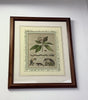 1800s copper Etching hand painted colour