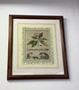 1800’s copper Etching picture